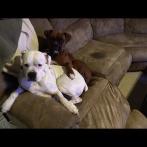 Meet your Posher, Craig